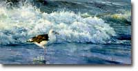 Rushing Surf - Great Black-backed Gull