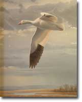 Solitary Flight, Snow Goose