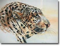 Long Distance Glance - Leopard